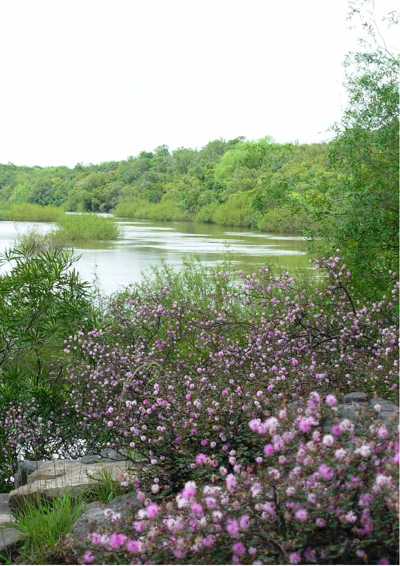Bosque ribereño del río Arapey Grande