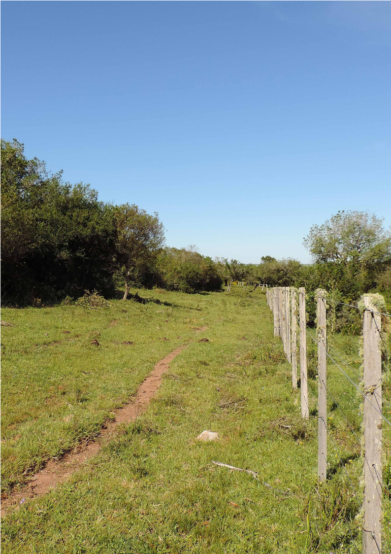 Limpieza de alambrado en bosque serrano