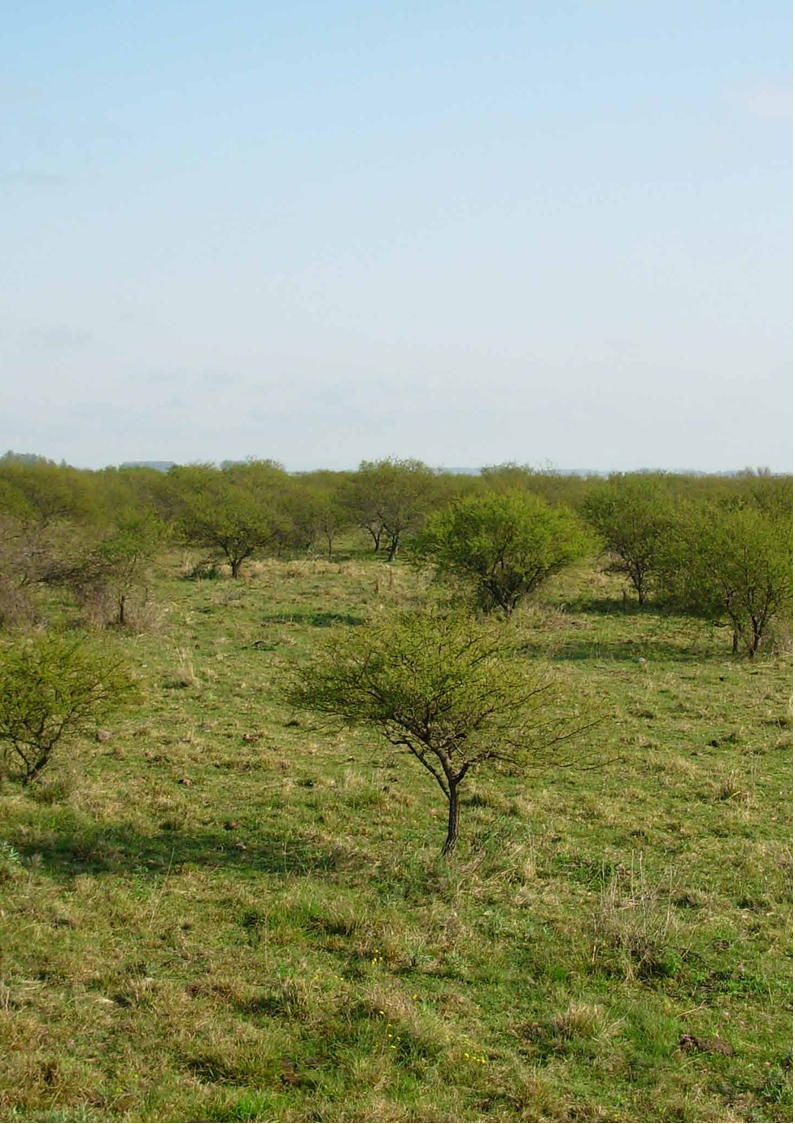Avance de “Espinillo” Acacia caven sobre pradera natural