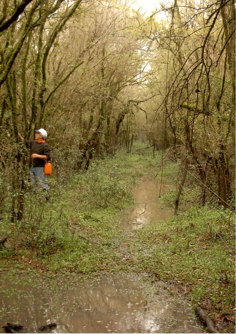 Apertura de senda de circulación en bosque ribereño