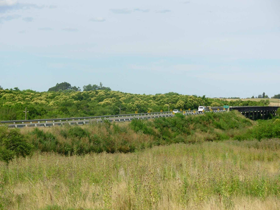 Bosque ribereño con alta invasión de Ligustrum lucidum, EEI