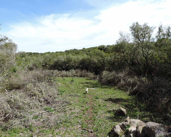 Apertura de camino en bosque serrano