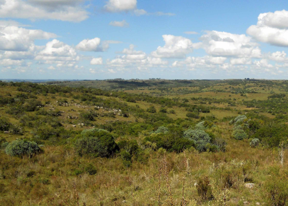 Avance de especies pioneras del bosque y matorral serrano sobre la pradera