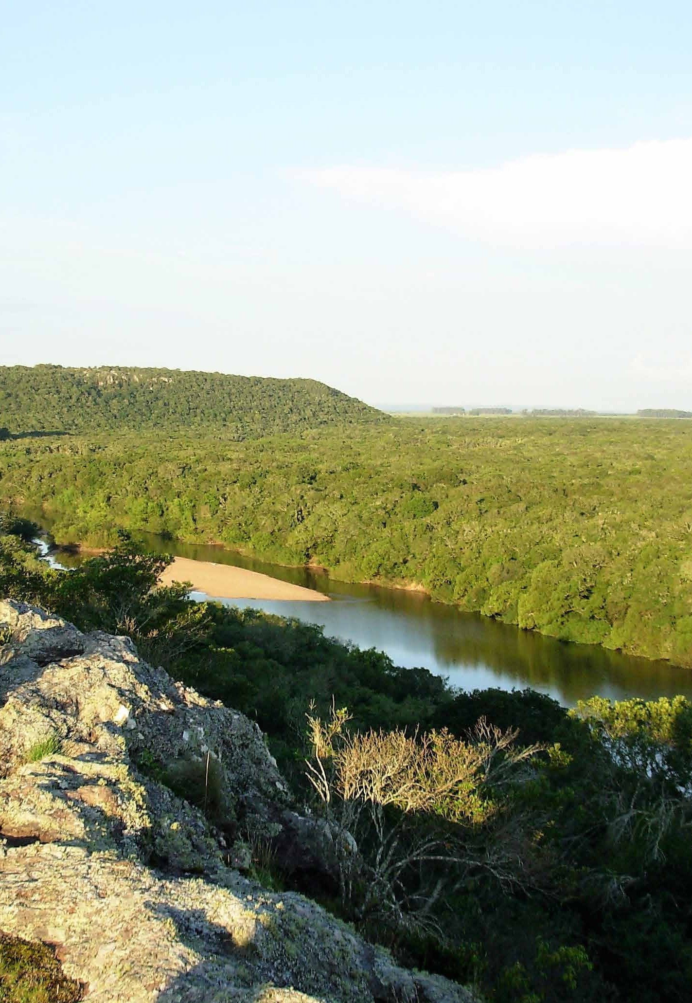 Bosque ribereño del río Cebollatí.