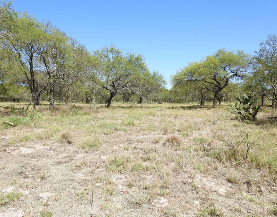 Bosque parque sobre blanqueal