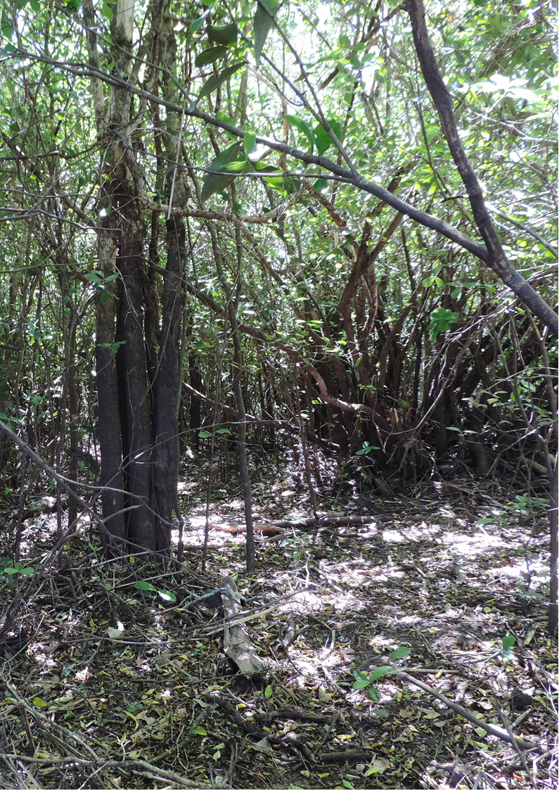 Bosque con alta densidad de cepas