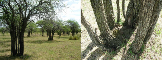 Bosque parque raleado donde se observan los individuos rebrotados de cepa