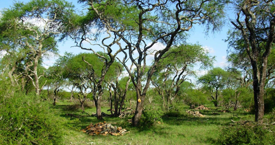 Bosque parque de “algarrobos” con leves raleos y podas