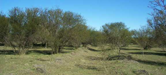 Avance de bosque de parque con espinillos sobre antigua chacra arrocera