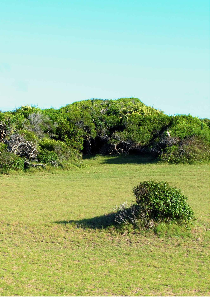 Bosque psamófilo