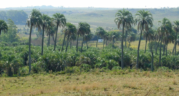 Regeneración de un palmar