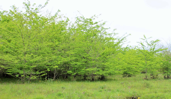 Degradación del bosque nativo por invasión de Gleditsia triacanthos