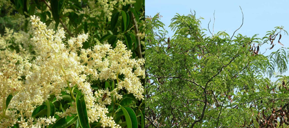 EEI: a la izquierda floración de “Ligustro” Ligustrum lucidum, derecha fructificación de “Espina de cristo” Gleditsia triacanthos