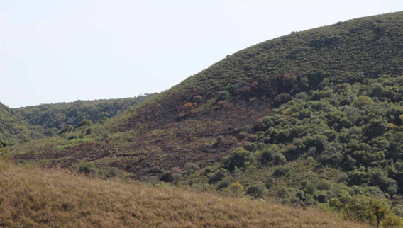 Degradación de bosque nativo por quema de pajonales y matorrales