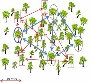 distribución de los árboles semilleros