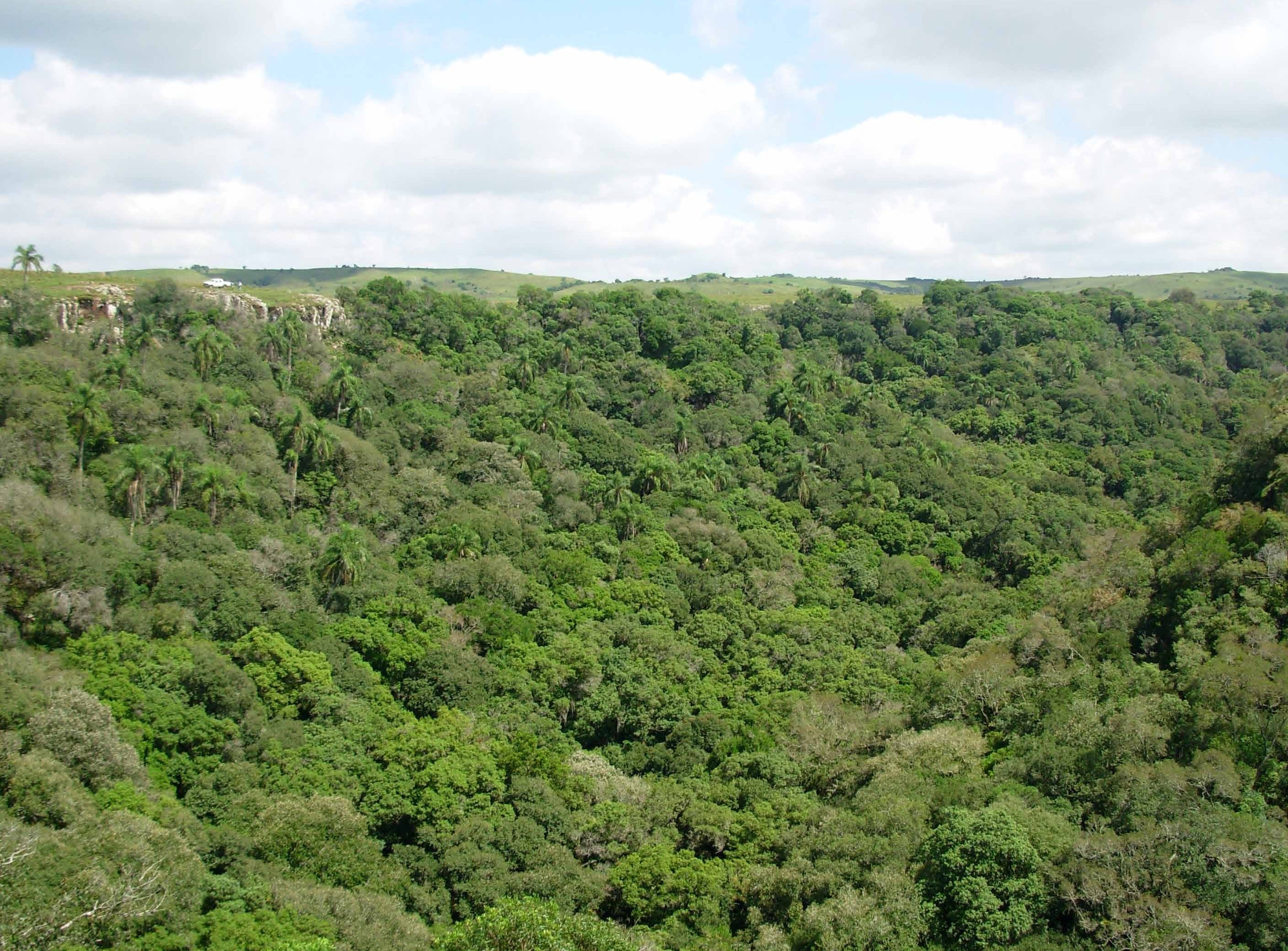 Bosque de quebrada en las Sierras del Infiernillo.