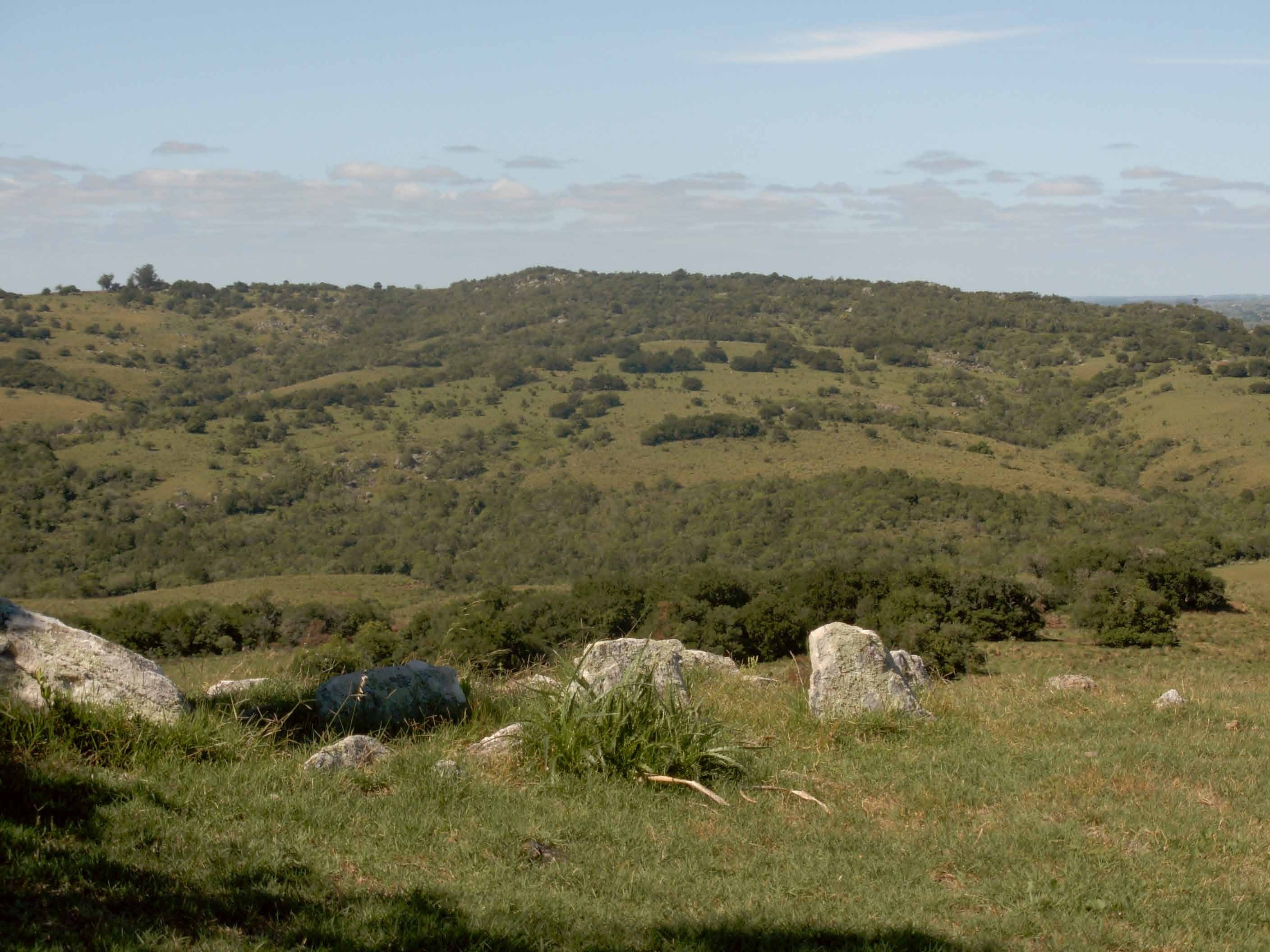 Bosque serrano sobre sierras del este.