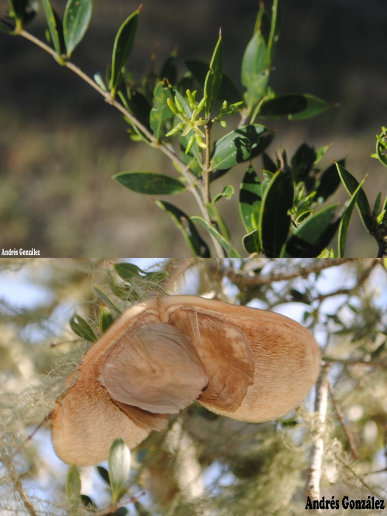 Aspidosperma quebracho-blanco