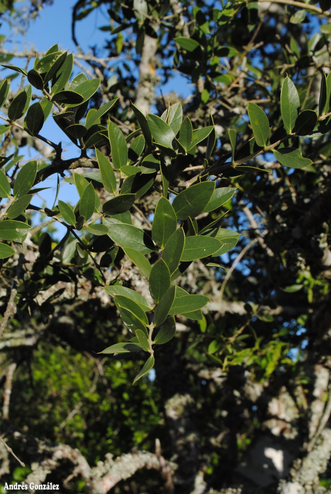 Aspidosperma quebracho-blanco