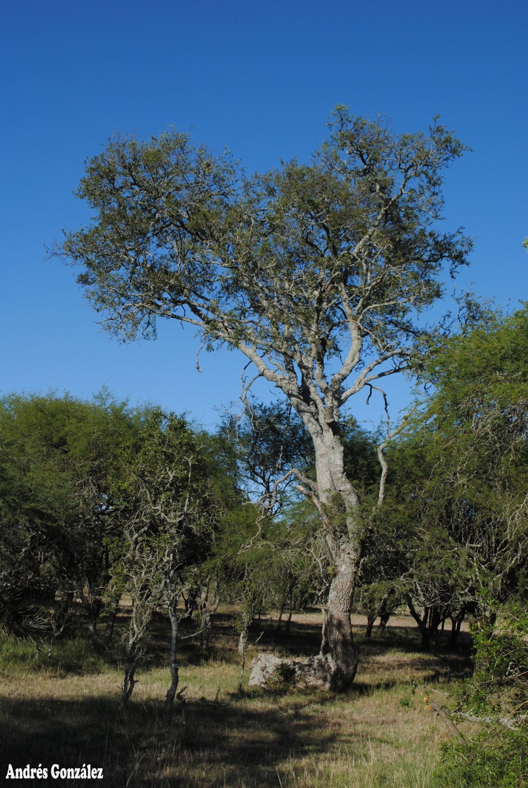 Aspidosperma quebracho-blanco