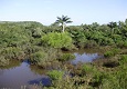 Bosque ribereño