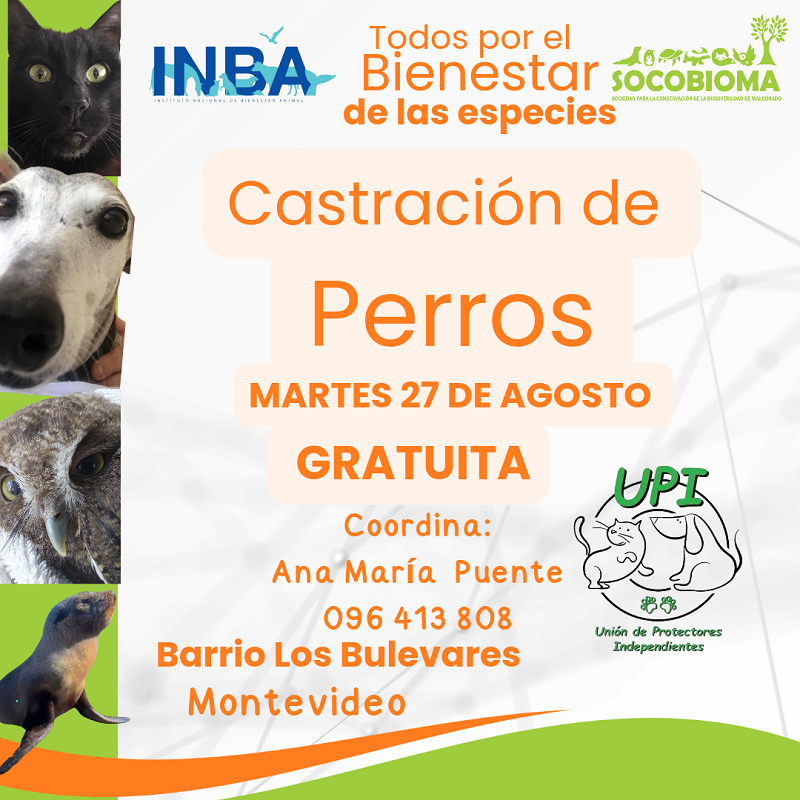 inba 4