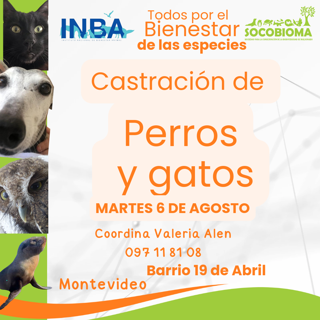 inba 4