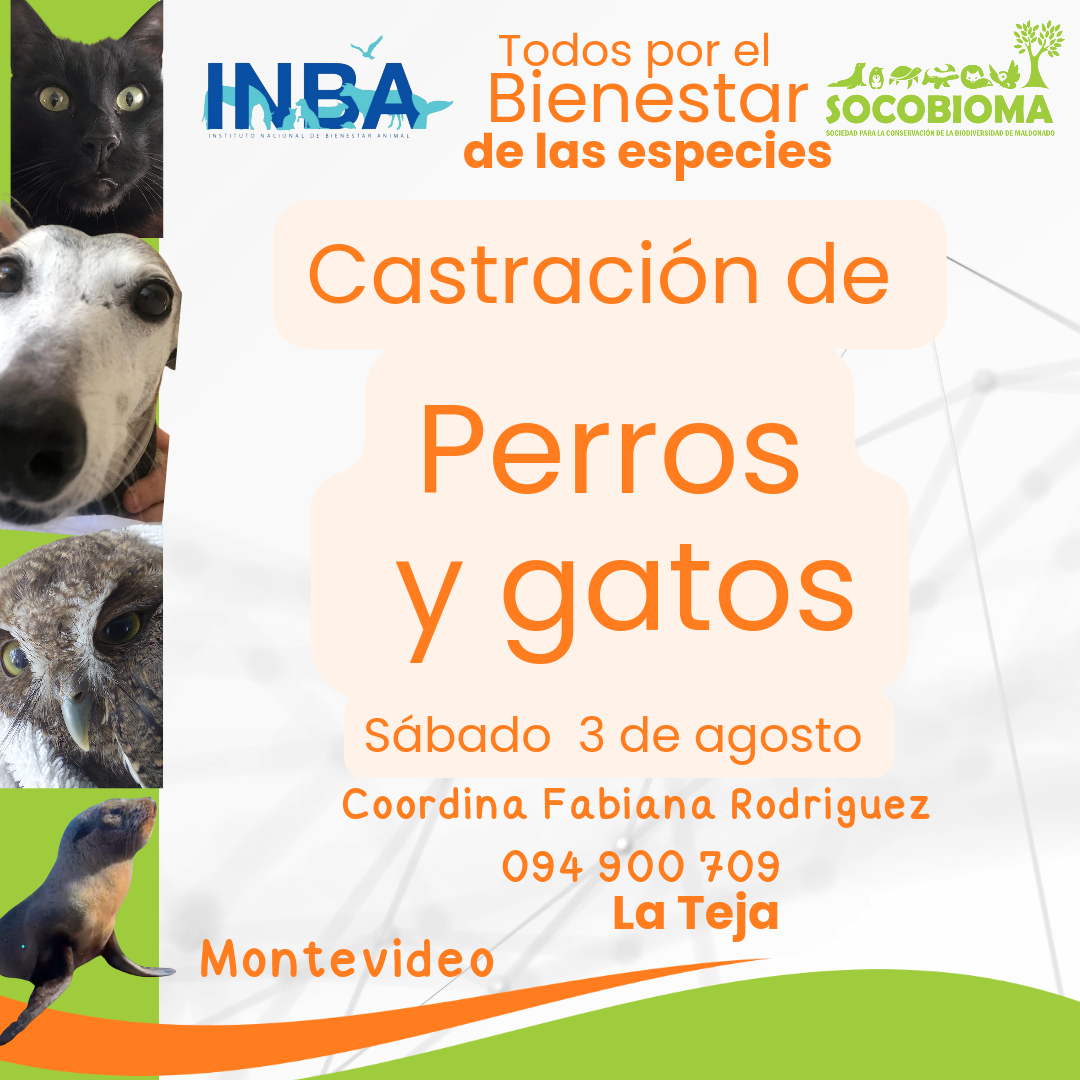 inba 3