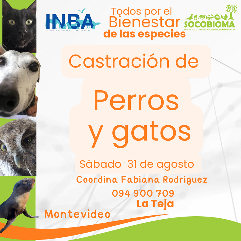inba 5