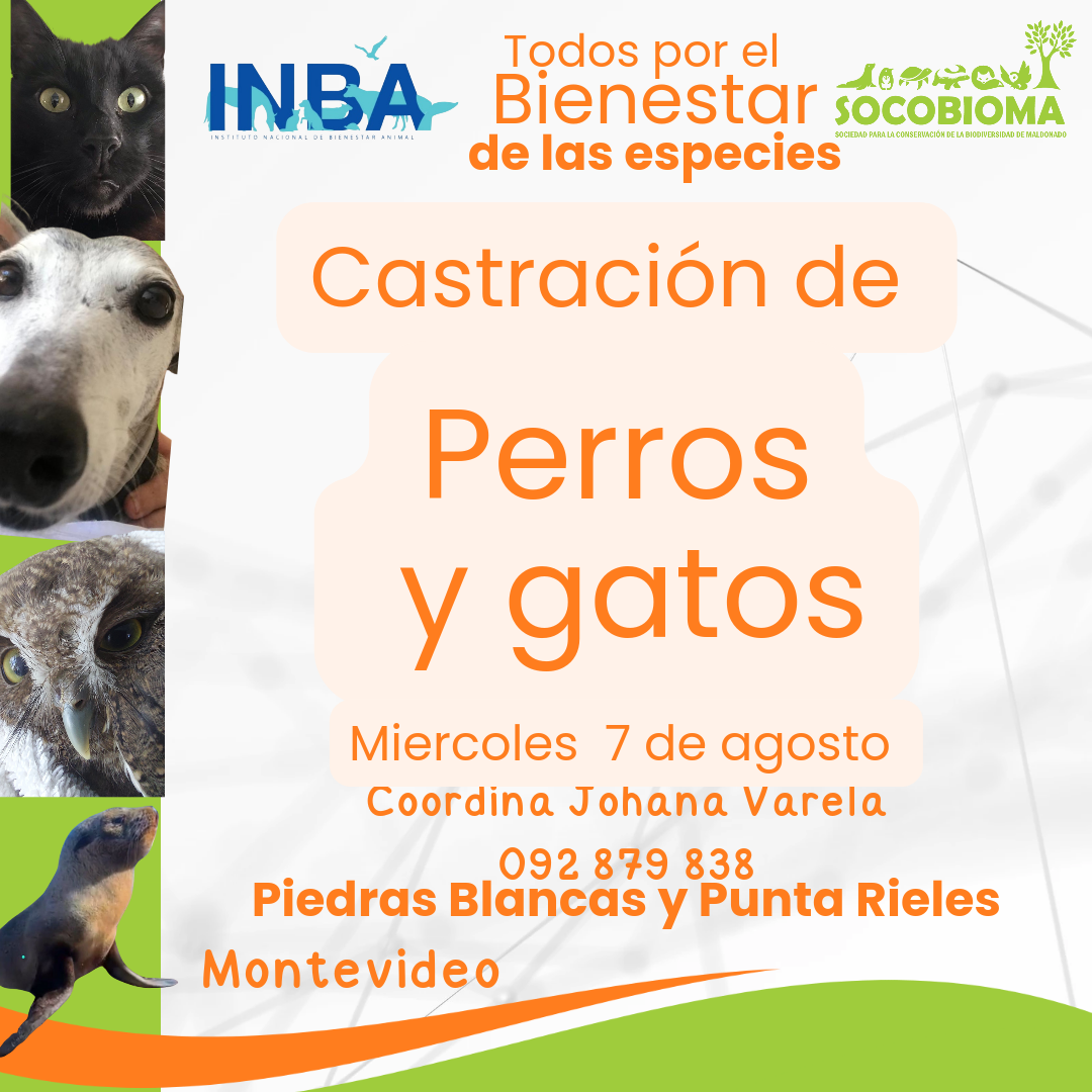 inba