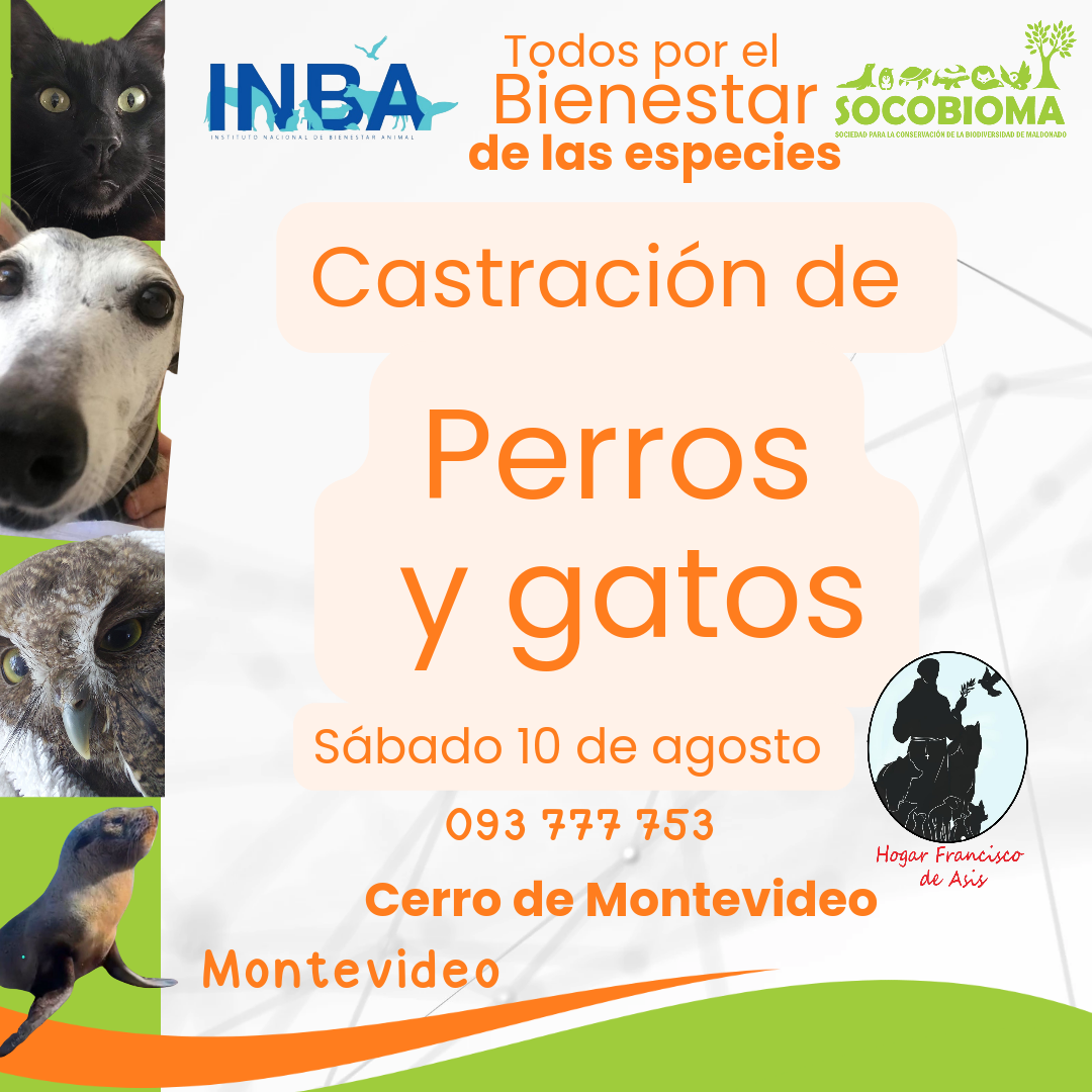 inba 2