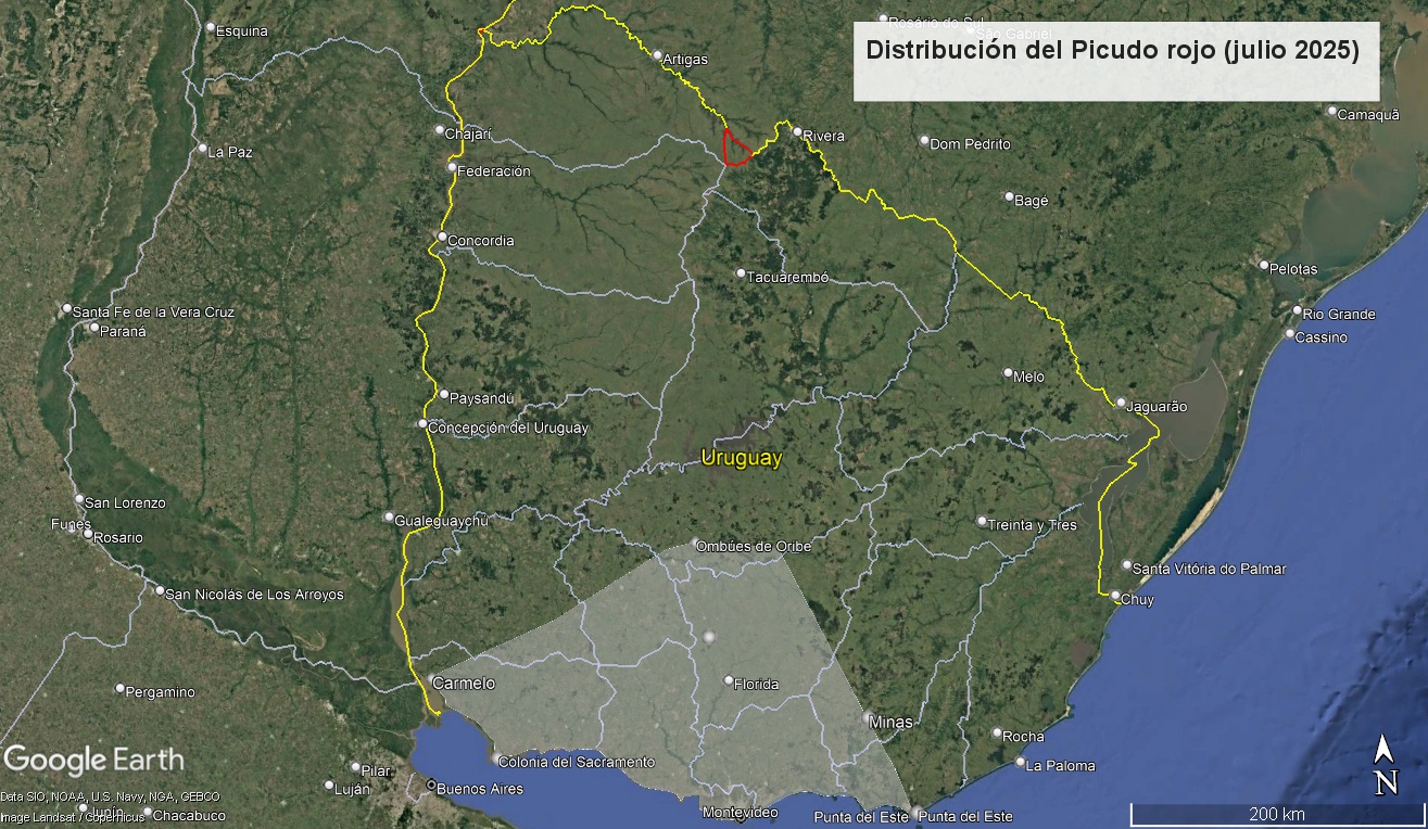 Distribución del Picudo rojo (julio 2025)