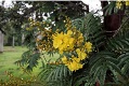 Flor del Ibirapitá