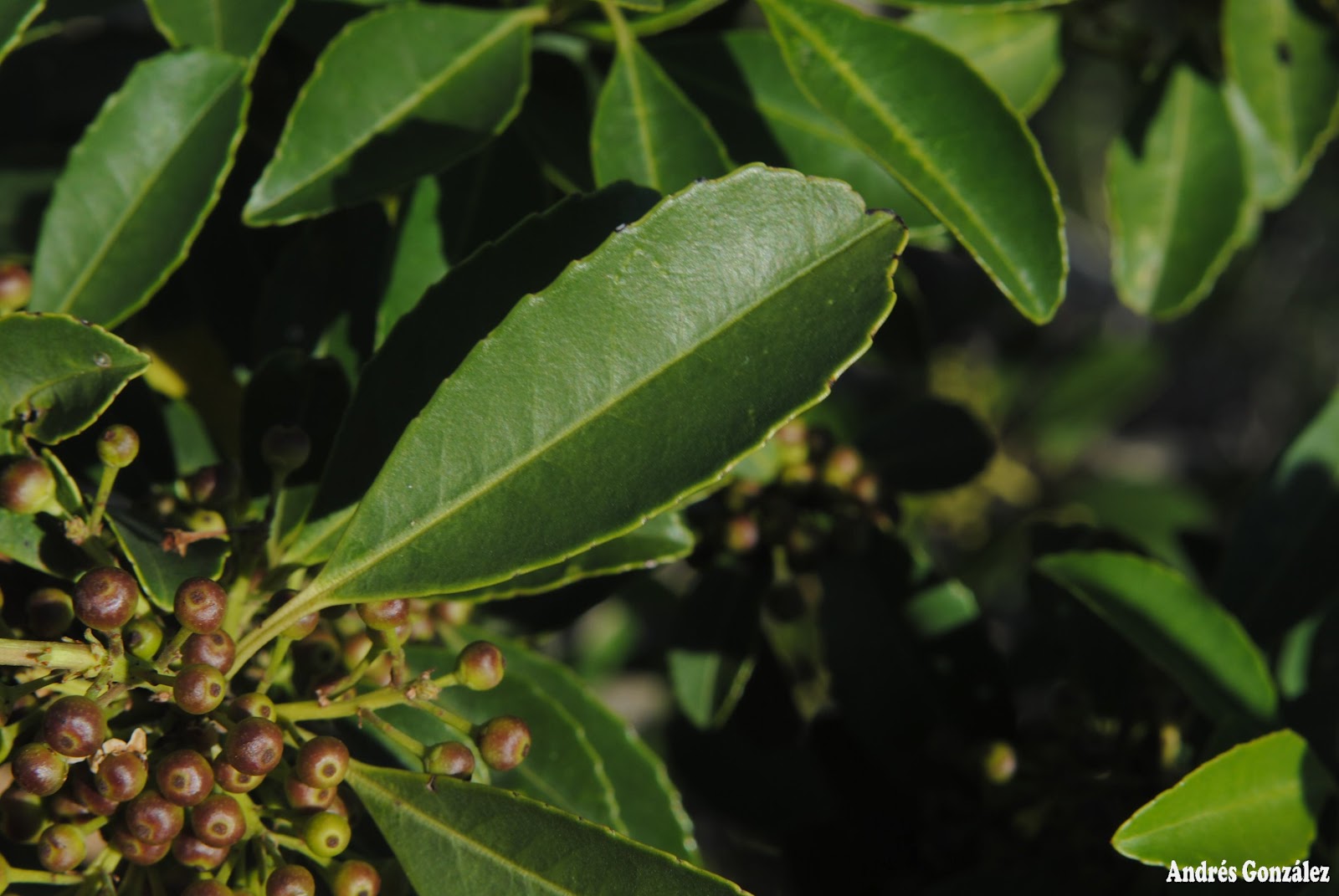 Ilex dumosa