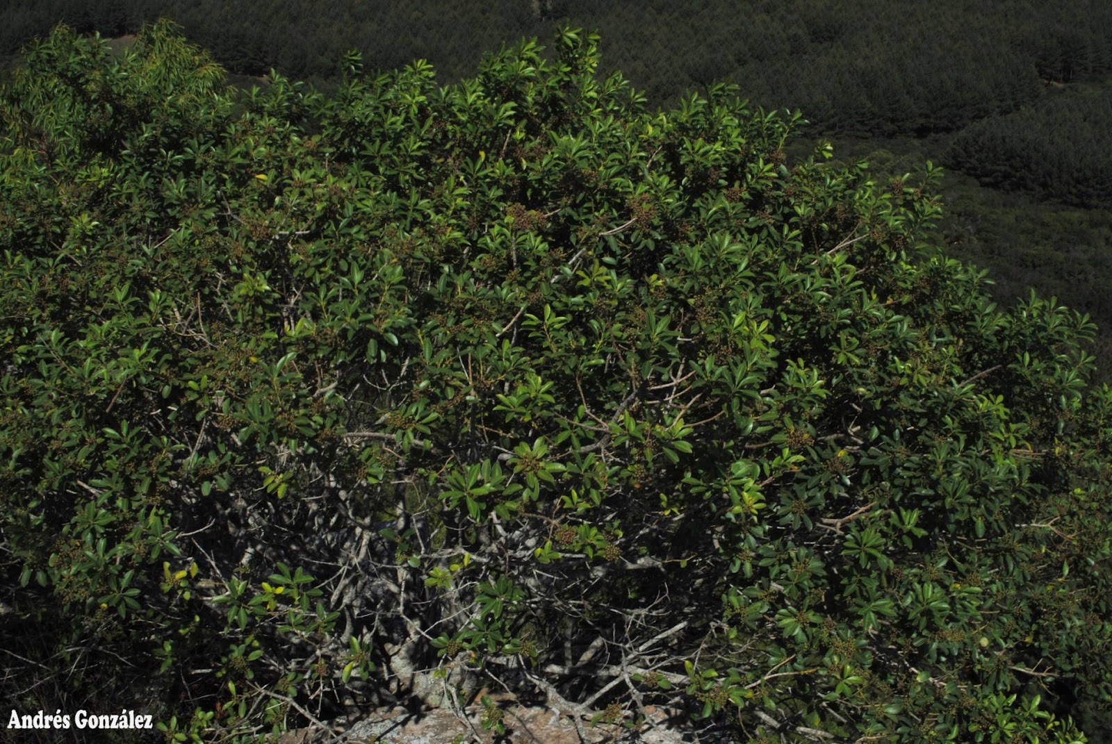 Ilex dumosa