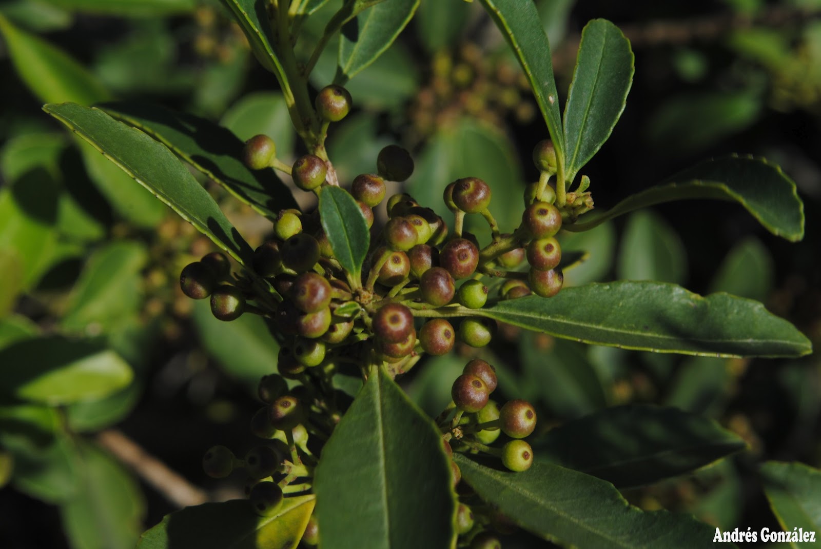 Ilex dumosa