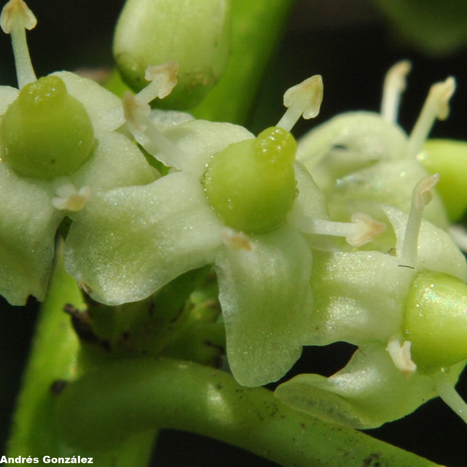 Ilex paraguariensis