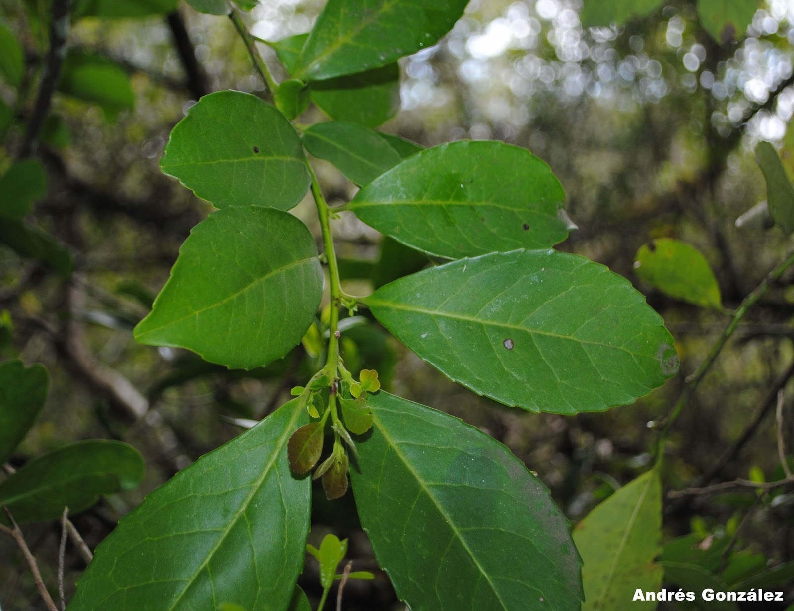 Ilex paraguariensis