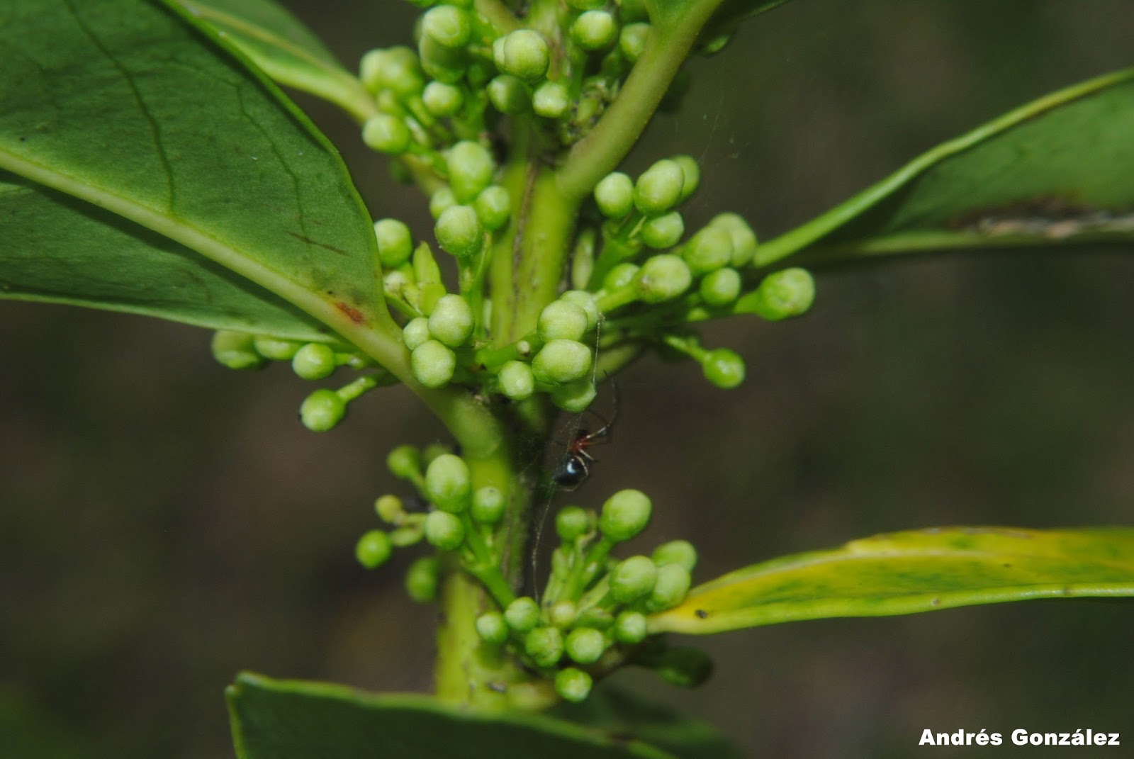 Ilex paraguariensis