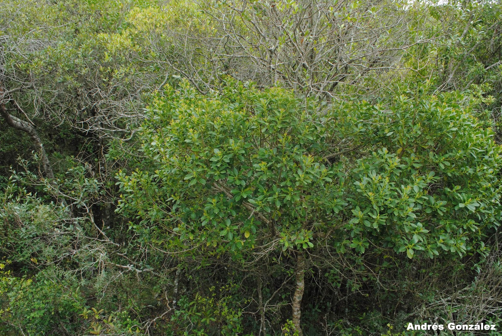 Ilex paraguariensis