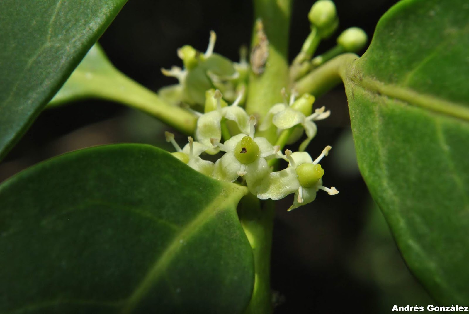 Ilex paraguariensis