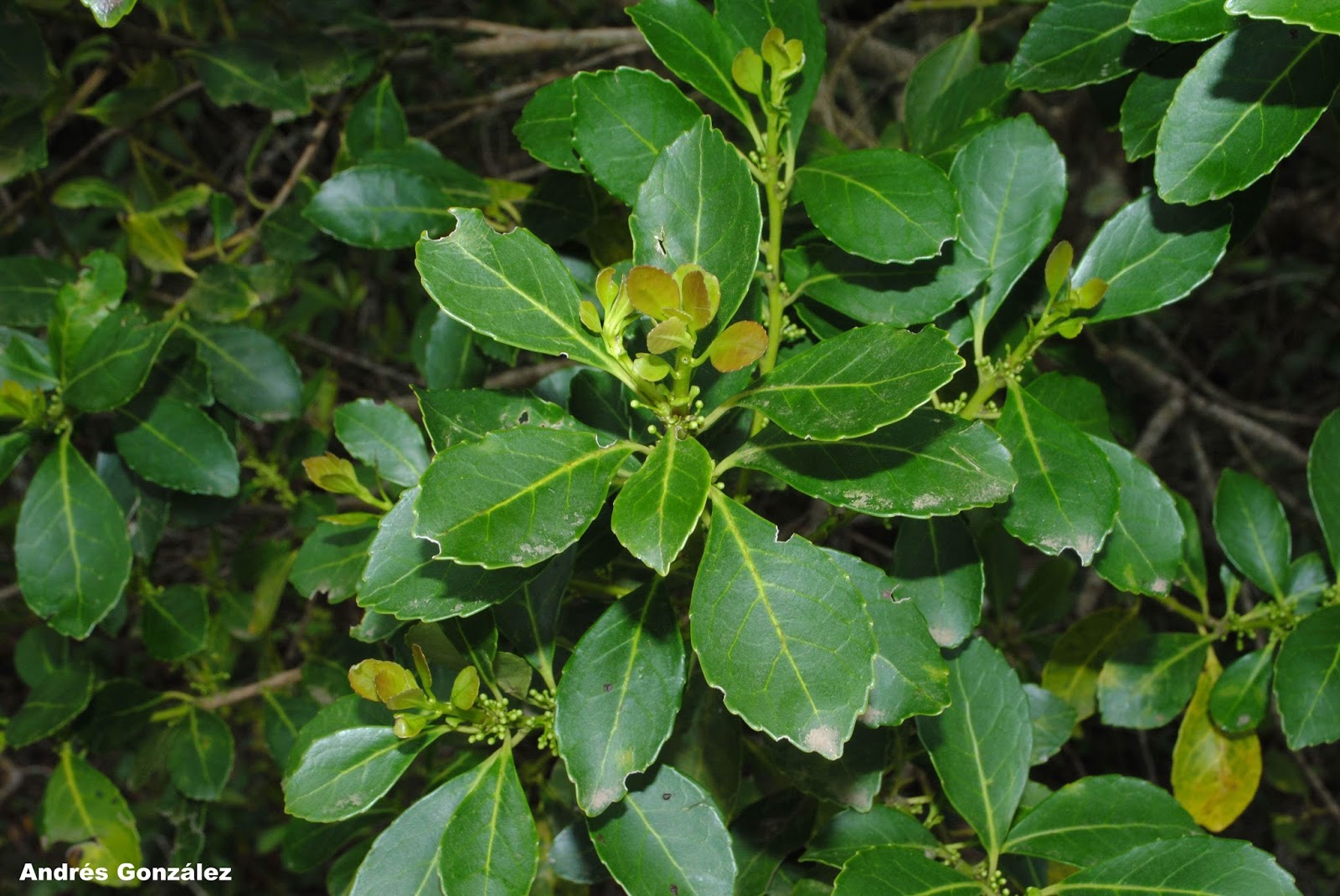 Ilex paraguariensis