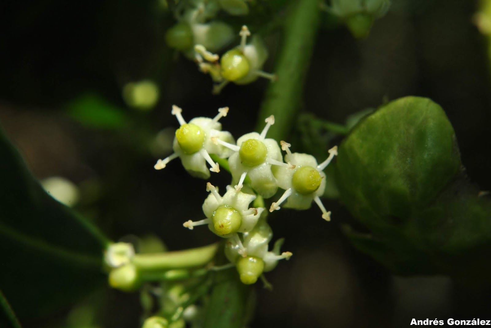 Ilex paraguariensis