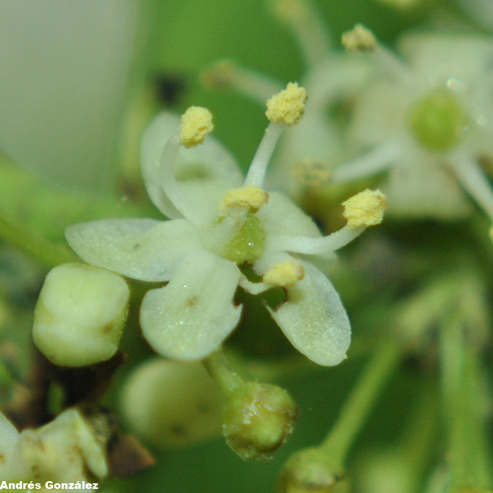 Ilex paraguariensis