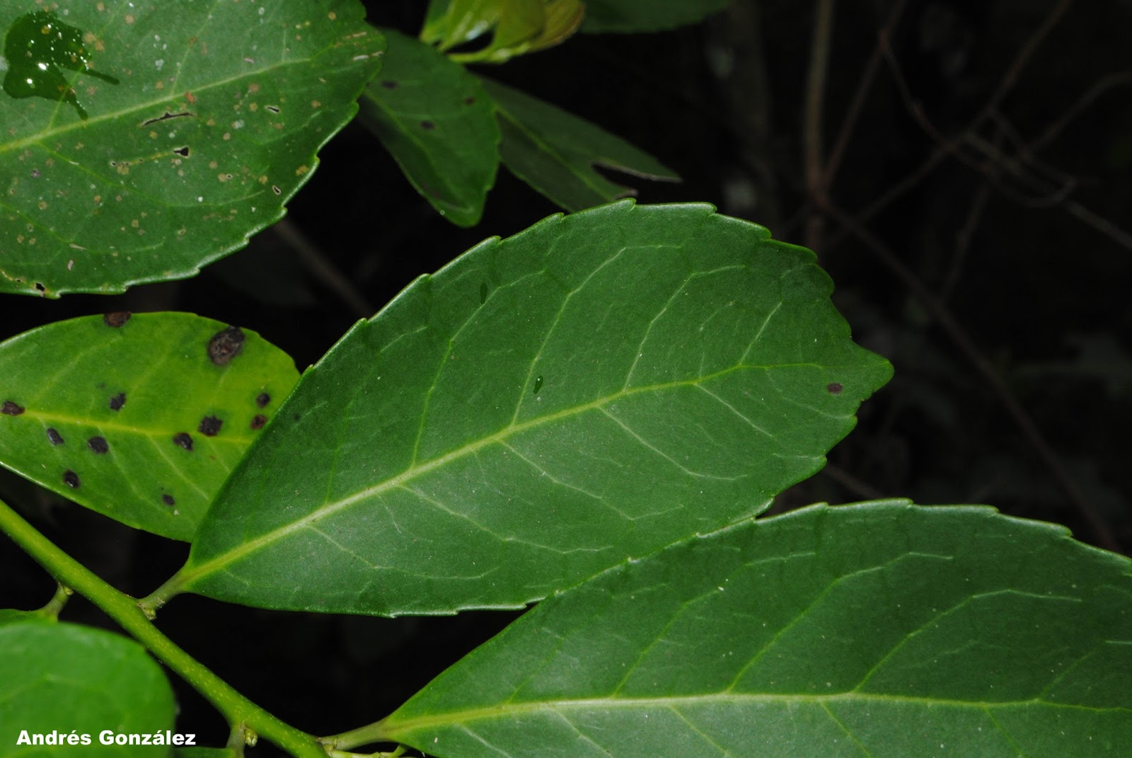 Ilex paraguariensis