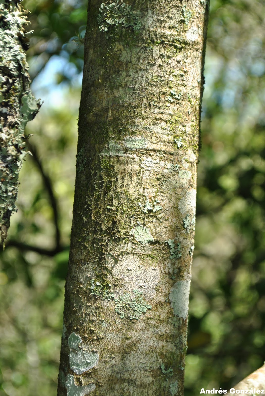 Ilex paraguariensis