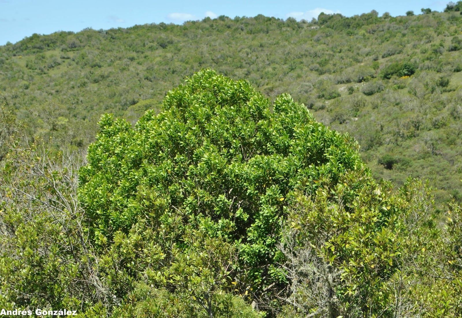 Ilex paraguariensis