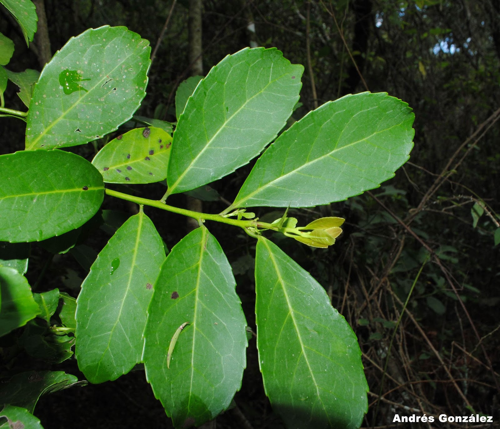 Ilex paraguariensis