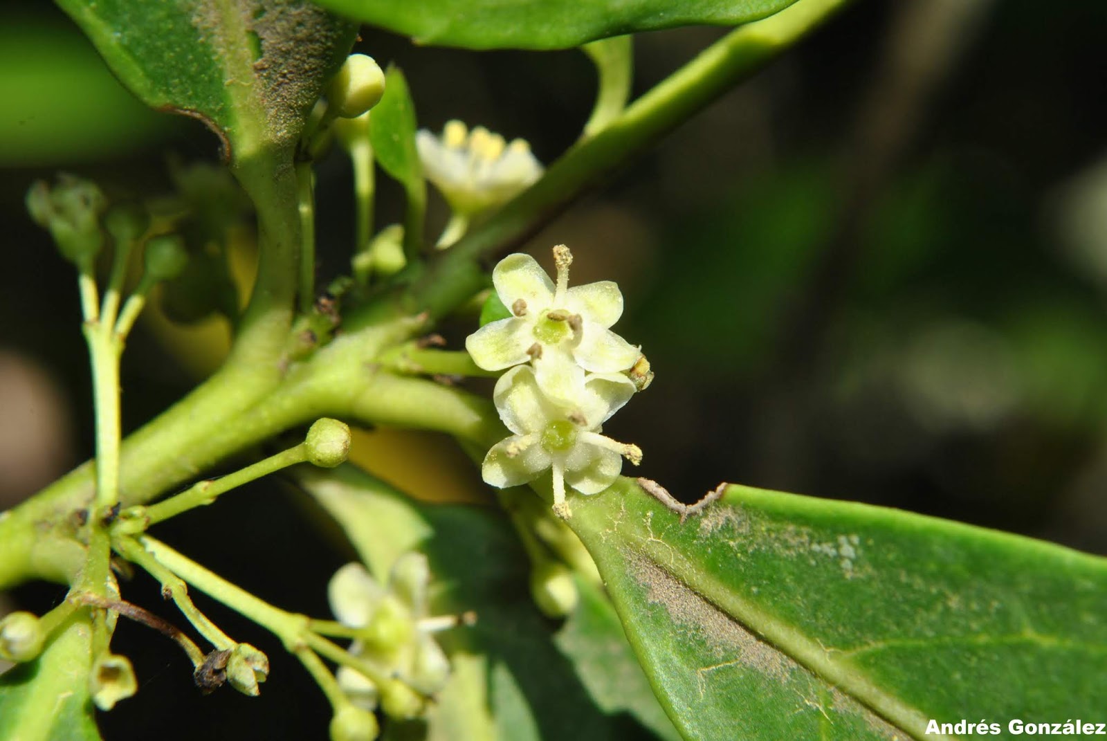 Ilex paraguariensis