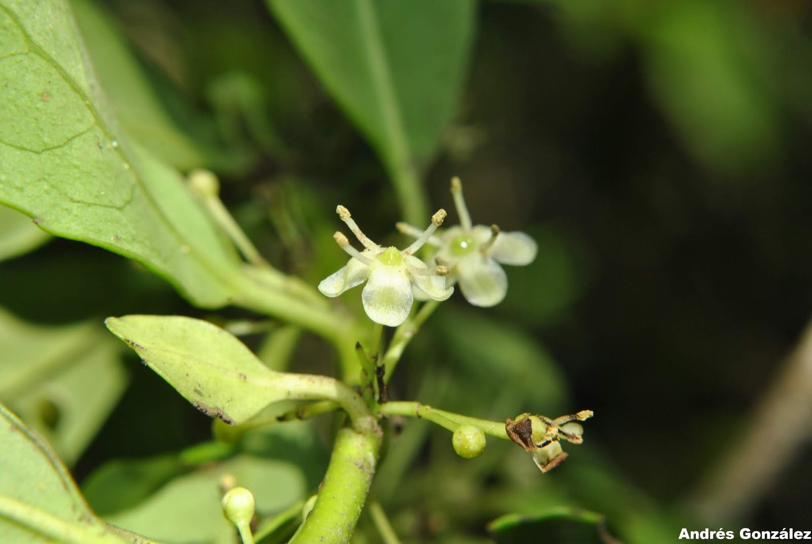 Ilex paraguariensis